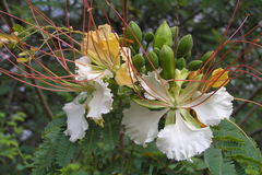 Delonix elata